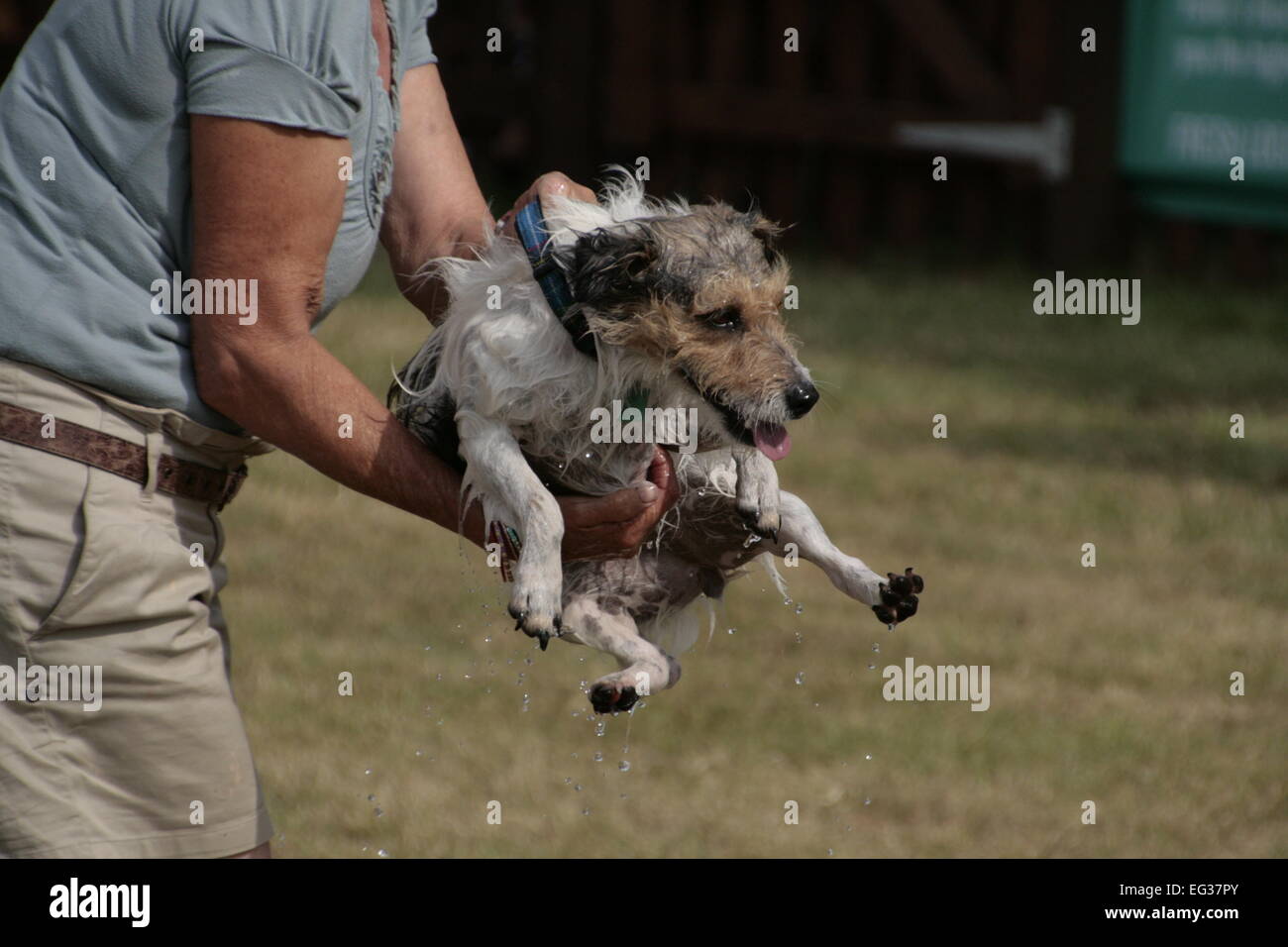 Jack Russell terrier after it had been retrieved from a bucket of water at the New Forest Show Stock Photo