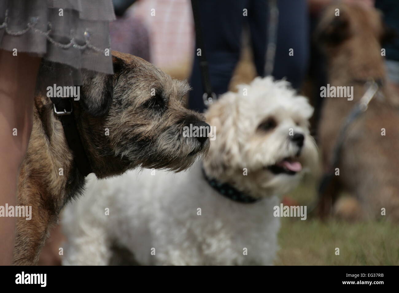 Dogs taking part in the fun dog show at the Ellingham & Ringwood Agricultural Show Stock Photo
