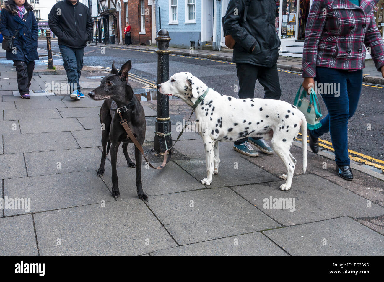 Dogs left tied up by owner while shopping. Stock Photo