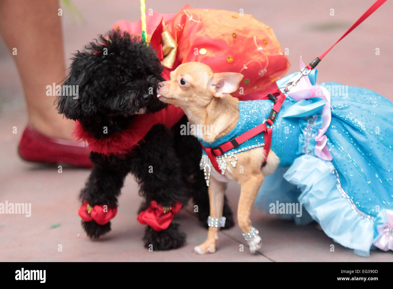 PHOTOS: Canine Promenade 2013 - 3rd Annual Dog Costume Contest and