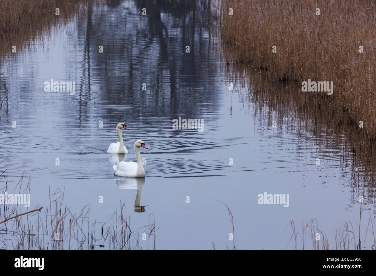 Swans in Hen Reed Beds Stock Photo - Alamy