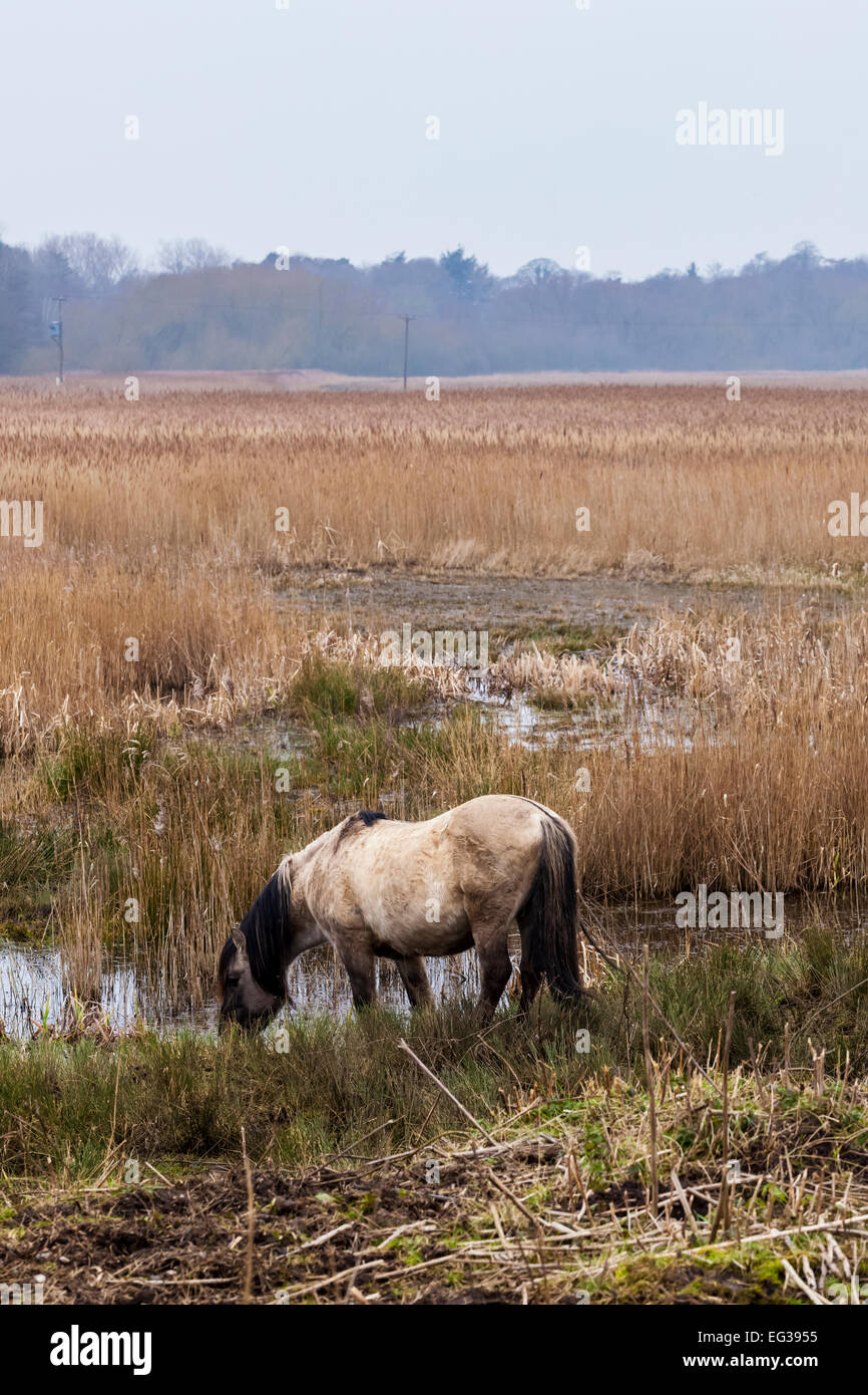 Lone Pony Stock Photo