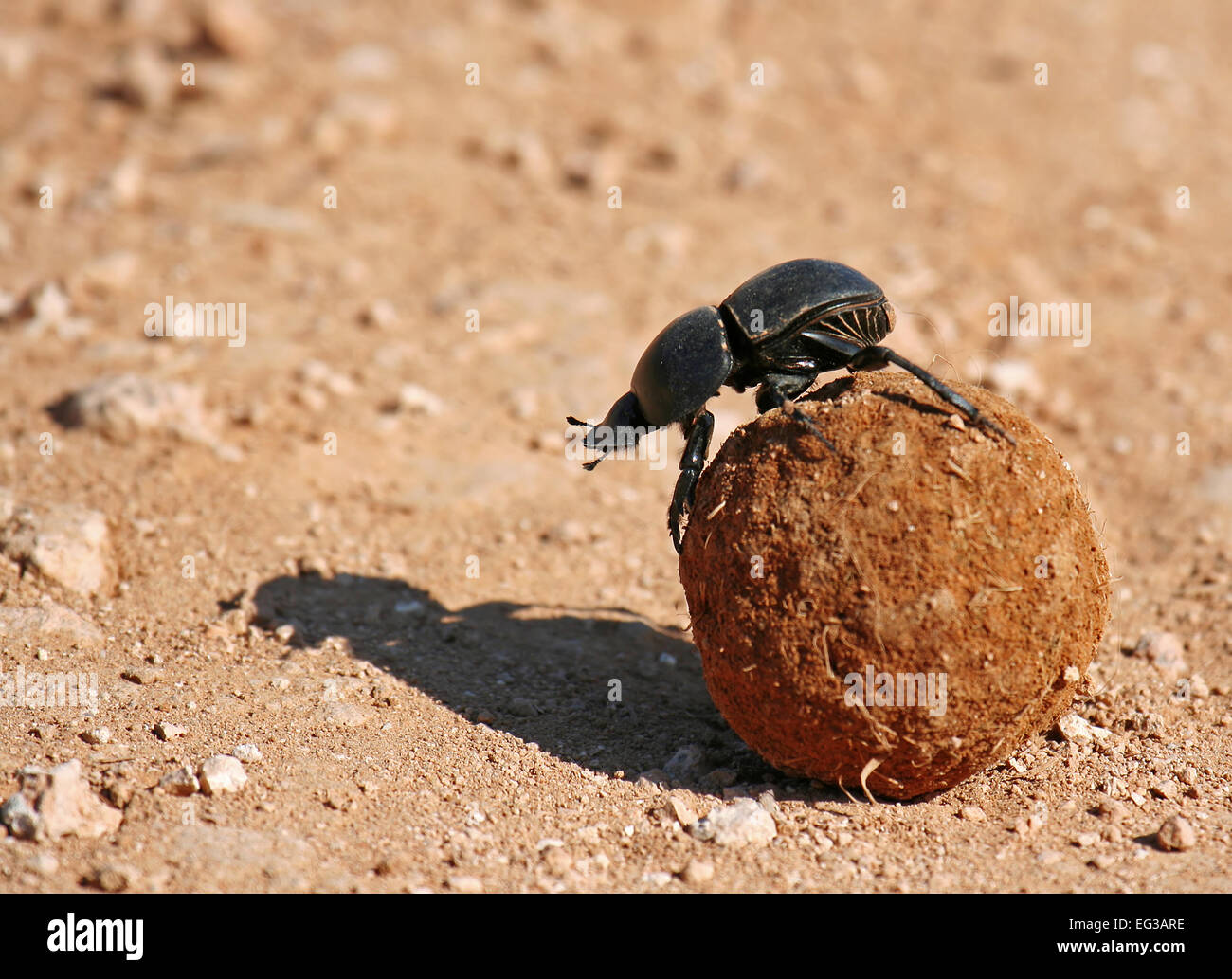 Dung beetle, south africa, Scarabaeus sacer Stock Photo