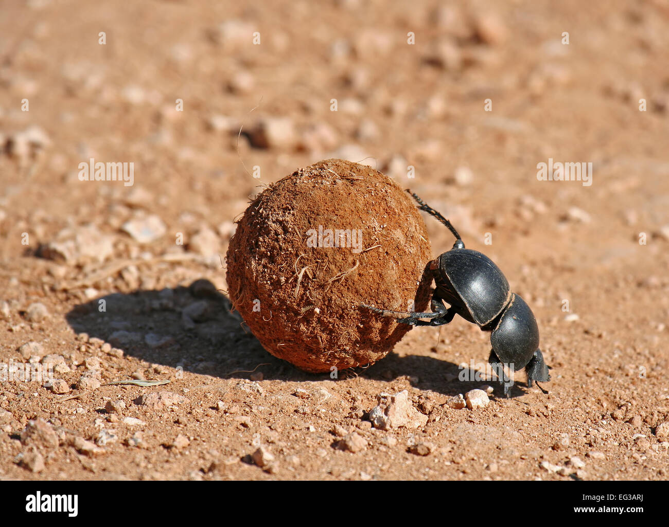 Dung beetle, south africa, Scarabaeus sacer Stock Photo