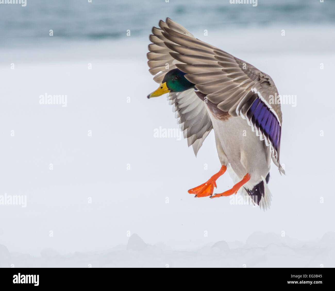 Male Mallard Duck coming in for a landing. Stock Photo