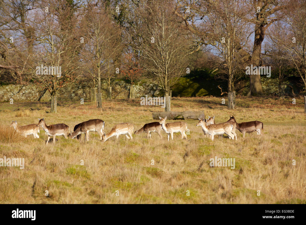 Herd of Fallow Deer. Forming a line right to left. Stock Photo