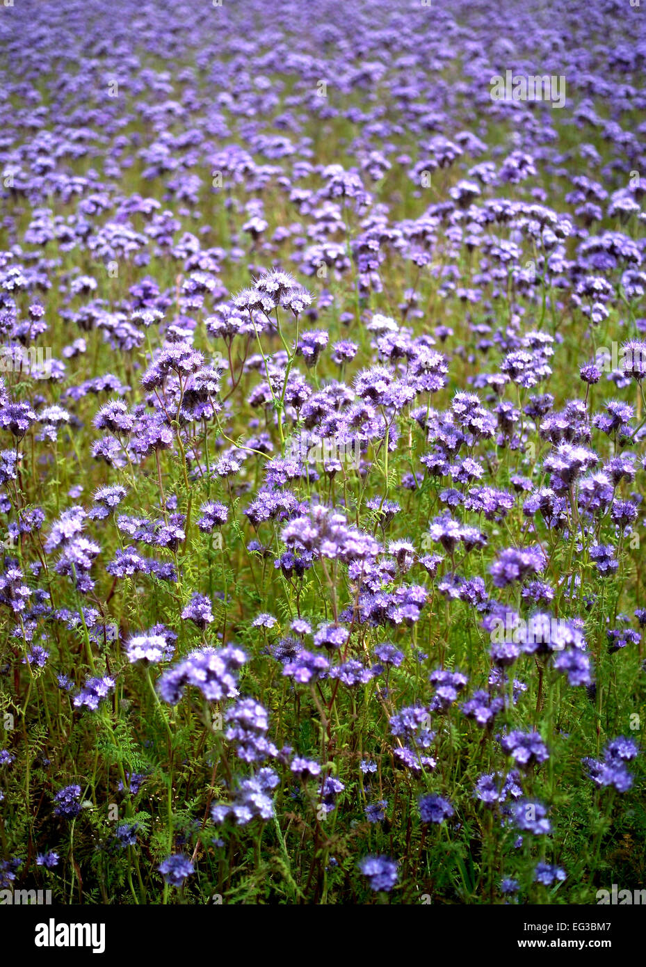 Field of Globe Gilia (Gilia capitata) Stock Photo
