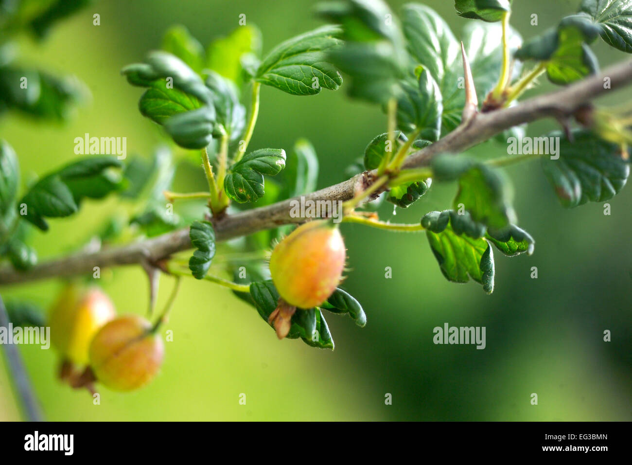 Gooseberry fruits on bush Stock Photo