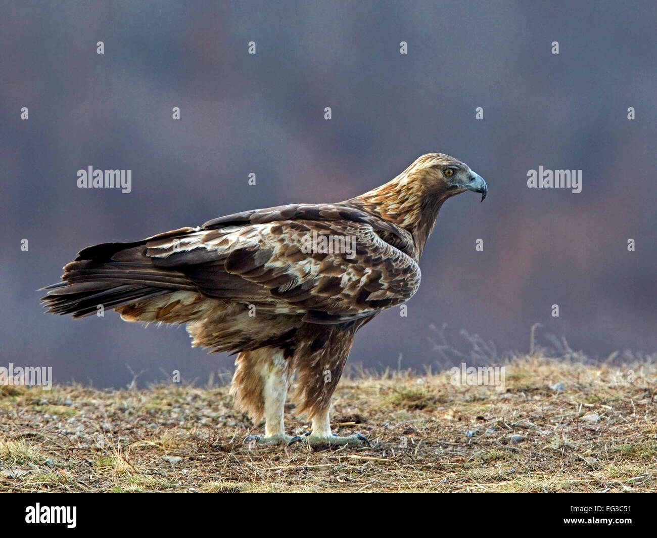 Female Golden Eagle Standing Stock Photo 78751373 Alamy