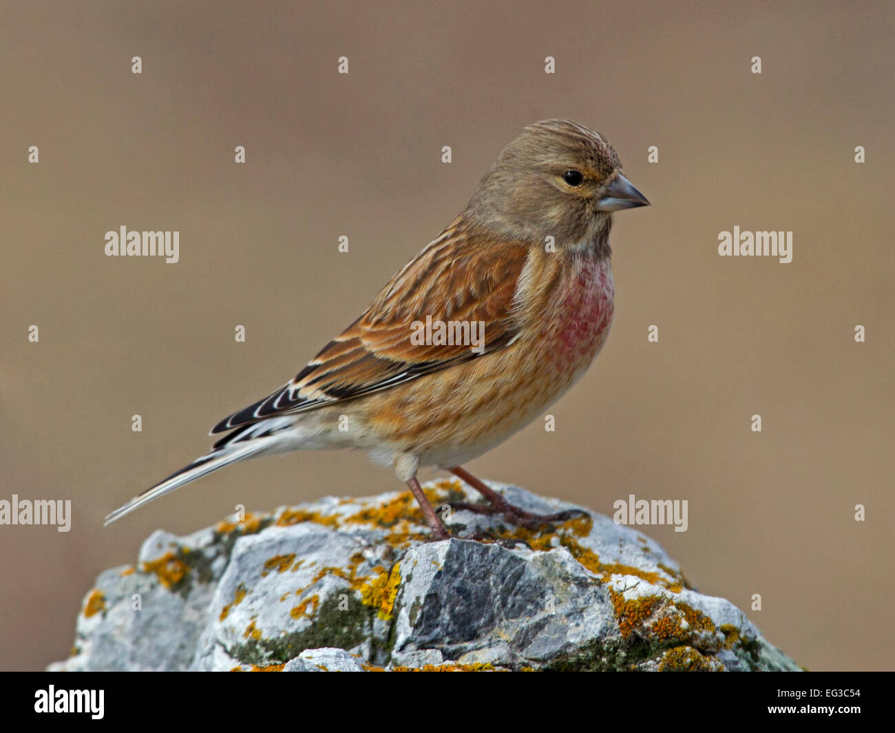 Male linnet in Winter plumage perched on rock Stock Photo