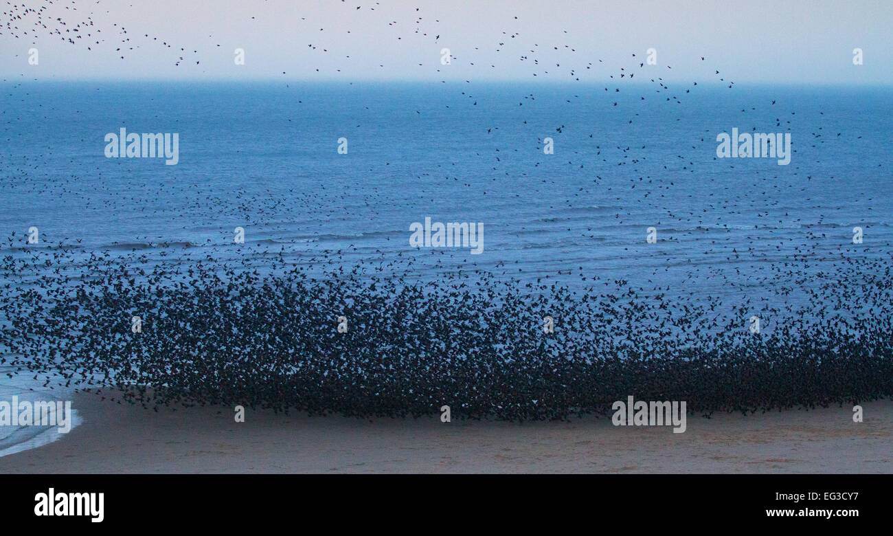 Blackpool, Lancashire, UK 15th February, 2015. Murmuration exaltation near the North Pier. Starling flocks containing thousands of birds settling on the beach briefly near the North Pier at dusk. Outside the breeding season, starlings gather each night in sheltered communal roosts, where predators are scarce.  © Mar Photographics/Alamy Live Stock Photo