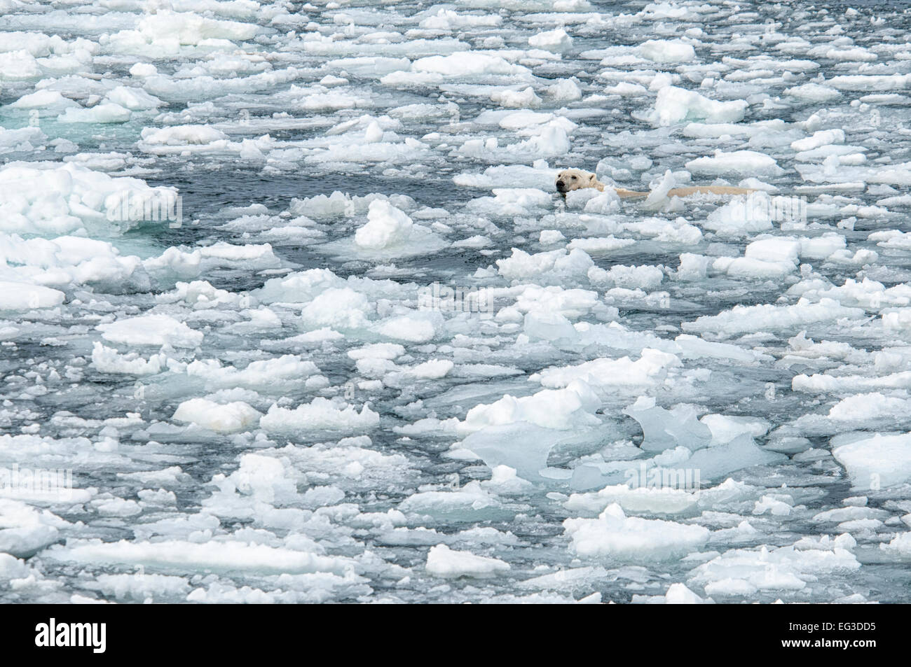 Solitary Polar Bear, Ursus Maritimus, swimming in melting ice, Olgastretet Pack Ice, Svalbard Archipelago, Norway Stock Photo
