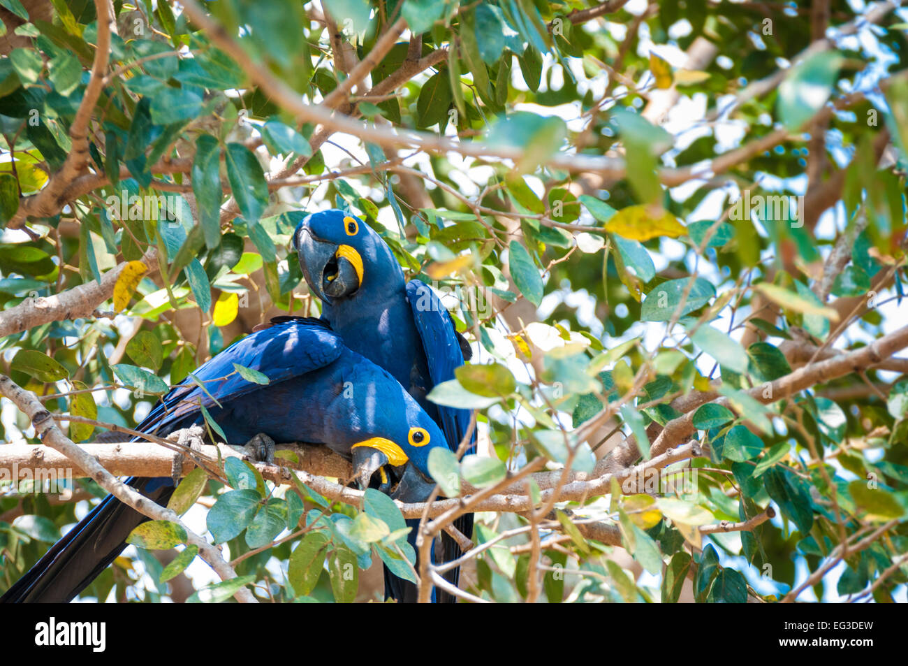 A Pair of  Hyacinth Macaws, Anodorhynchus hyacinthinus, perched in a tree, Pantanal, Mato Grosso, Brazil, South America Stock Photo