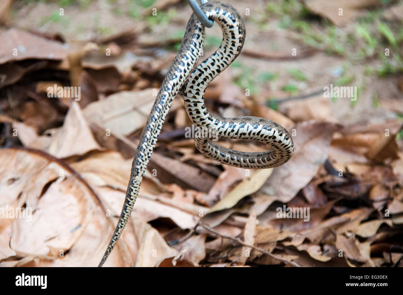 Underside of a Mato Grosso Lancehead Viper, Bothrops mattogrossensis, Pantanal, Mato Grosso, Brazil, South America Stock Photo