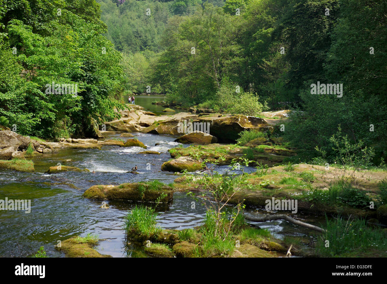 Coquet riverbank hi-res stock photography and images - Alamy