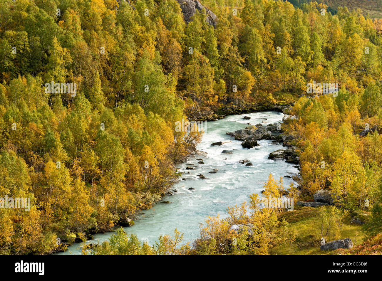 Austerdalen, valley shaped from glacier Austerdalsbre, tongue of  Jostedalsbre, autum, birch trees, indian summer Stock Photo