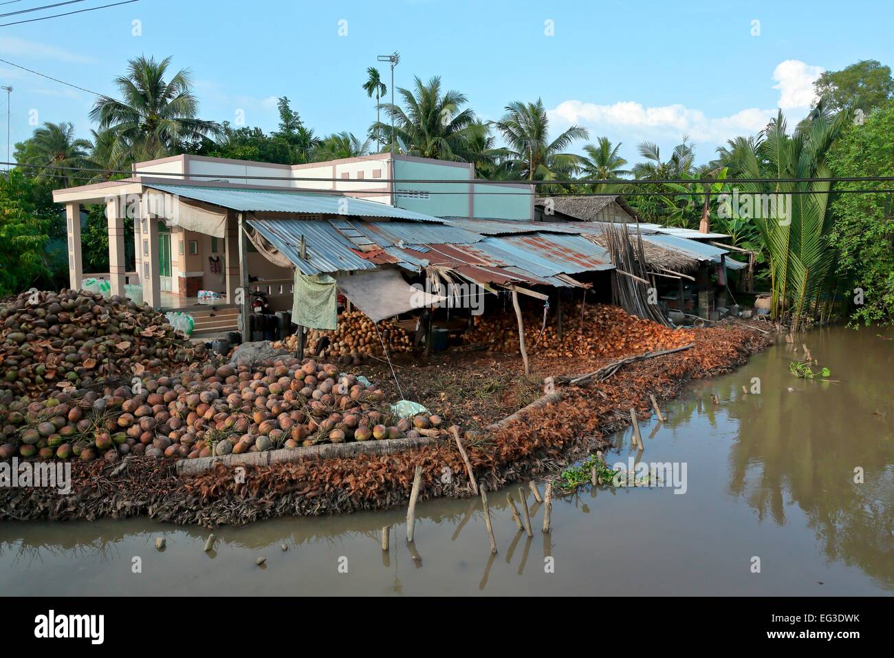 Coconut farm in Ben Tre, a major coconut growing area in the Mekong Delta where the Ben Tre Province is often known as  'The Coconut Land' Stock Photo