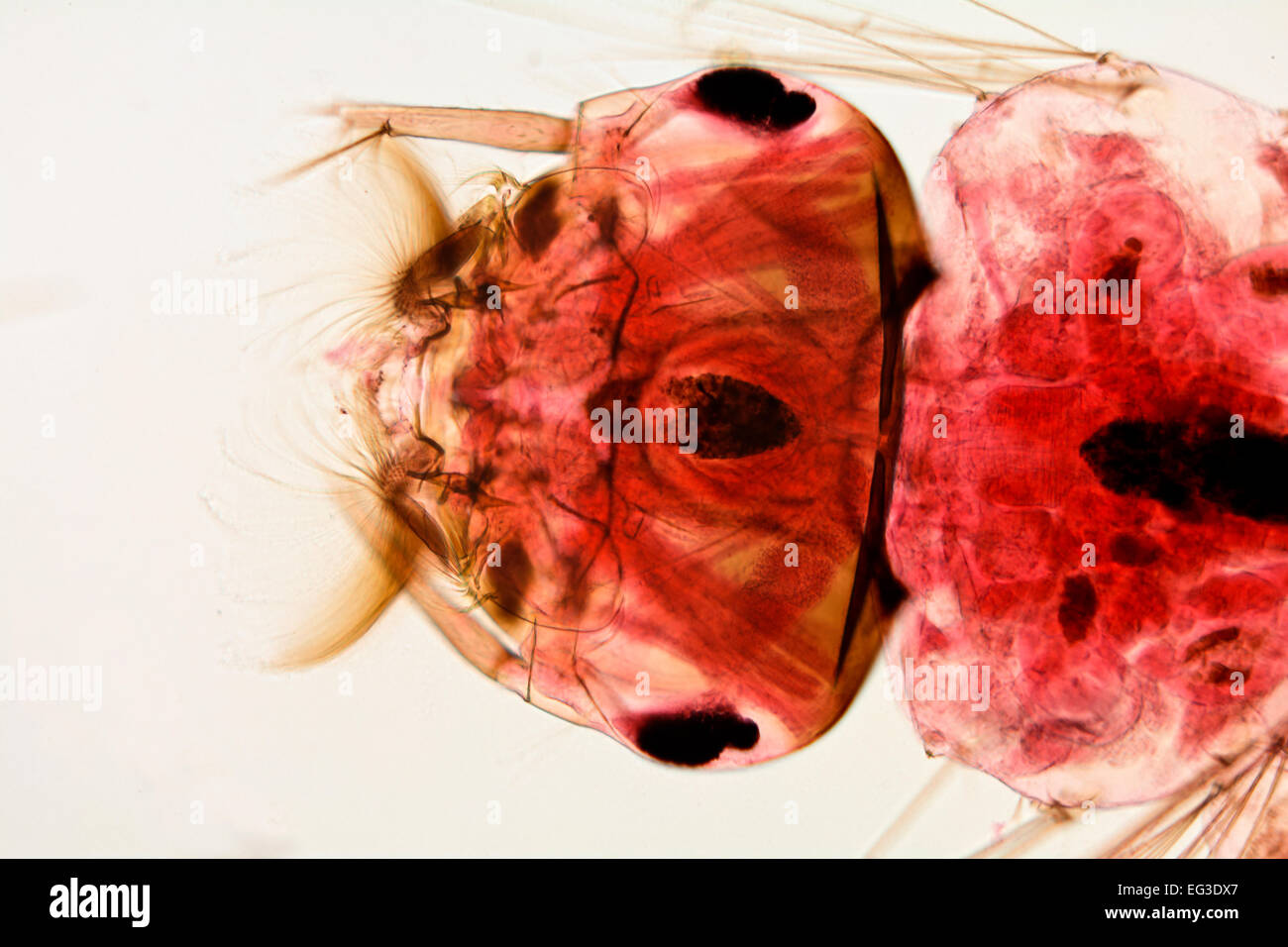 Stained slide of a mosquito larva head showing the brain and mouth parts Stock Photo