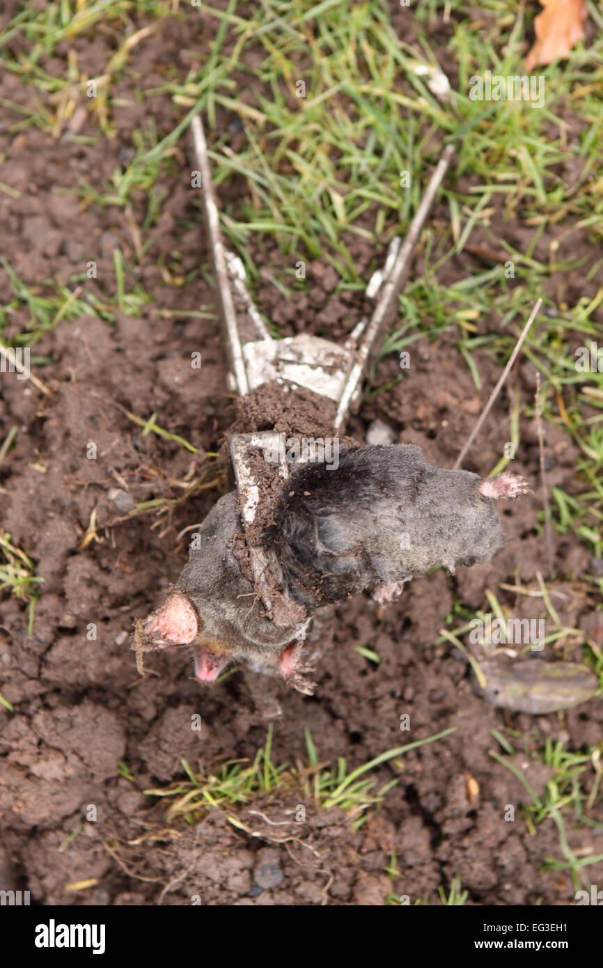 Dead Mole caught in a mole trap that had been placed in his underground