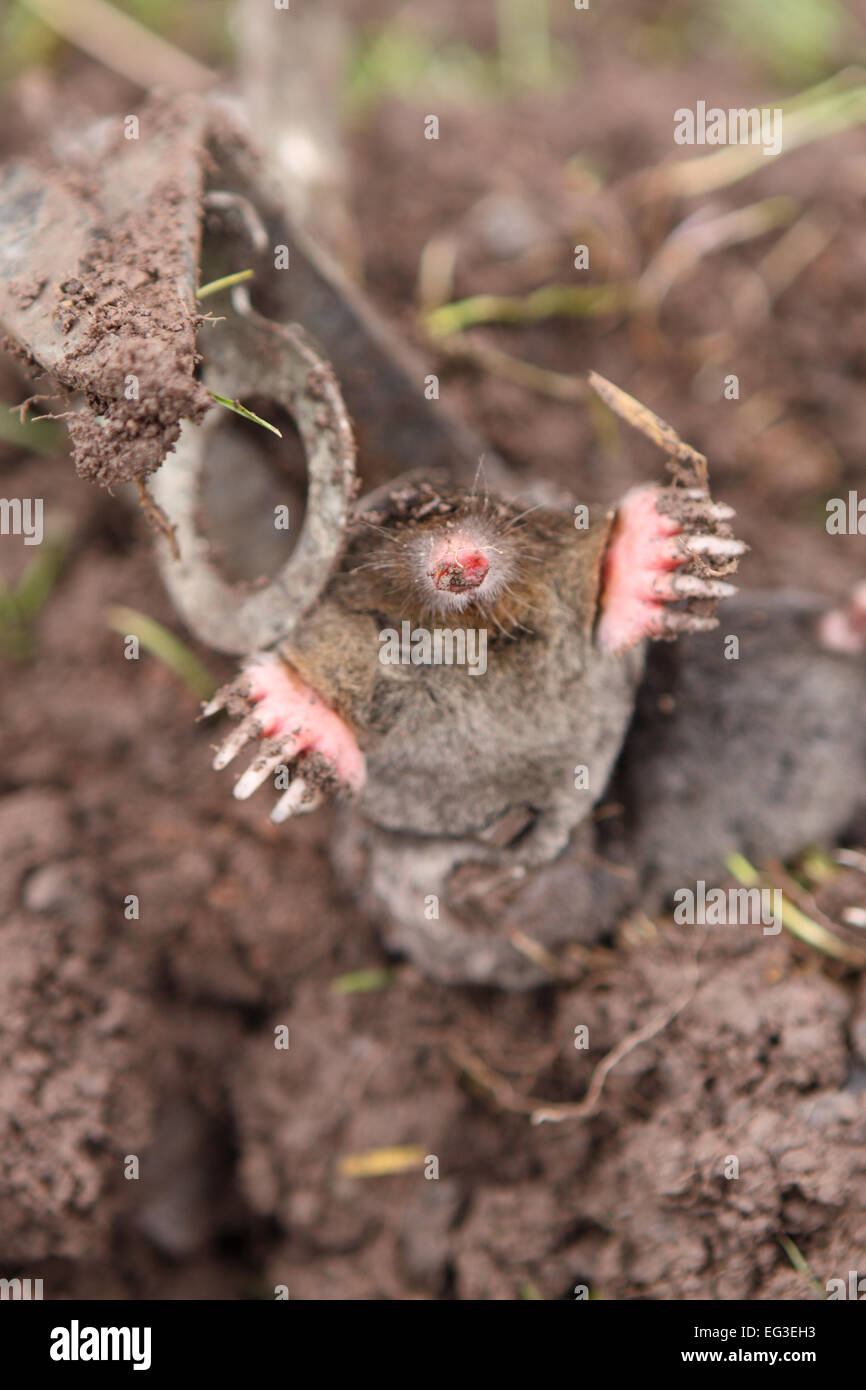 Dead Mole caught in a mole trap that had been placed in his underground