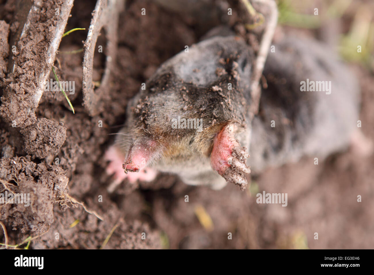 Dead Mole caught in a mole trap that had been placed in his underground tunnel in a garden in Herefordshire UK Stock Photo