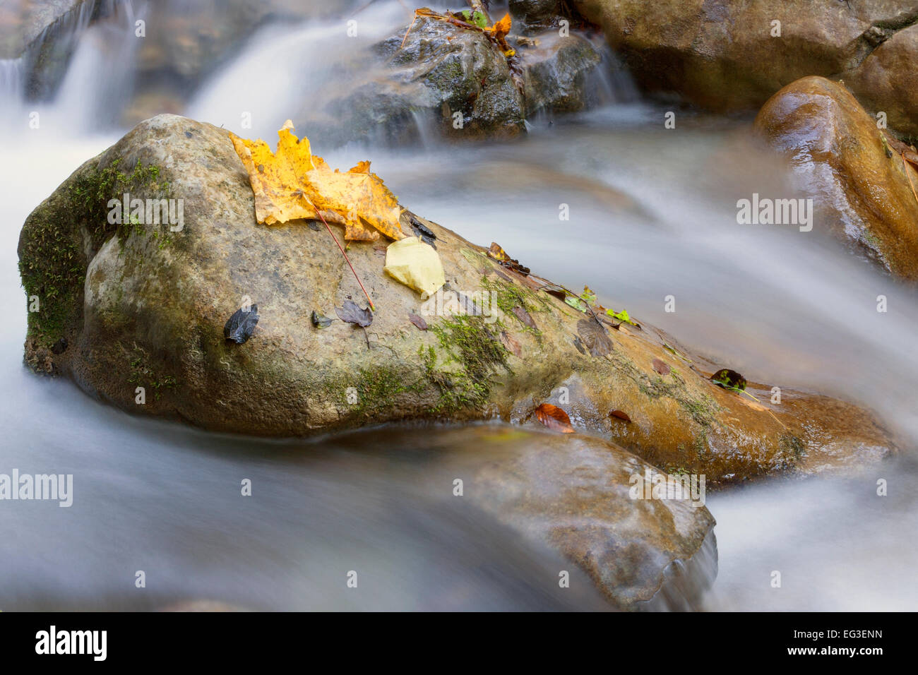 A creek in autumn Stock Photo