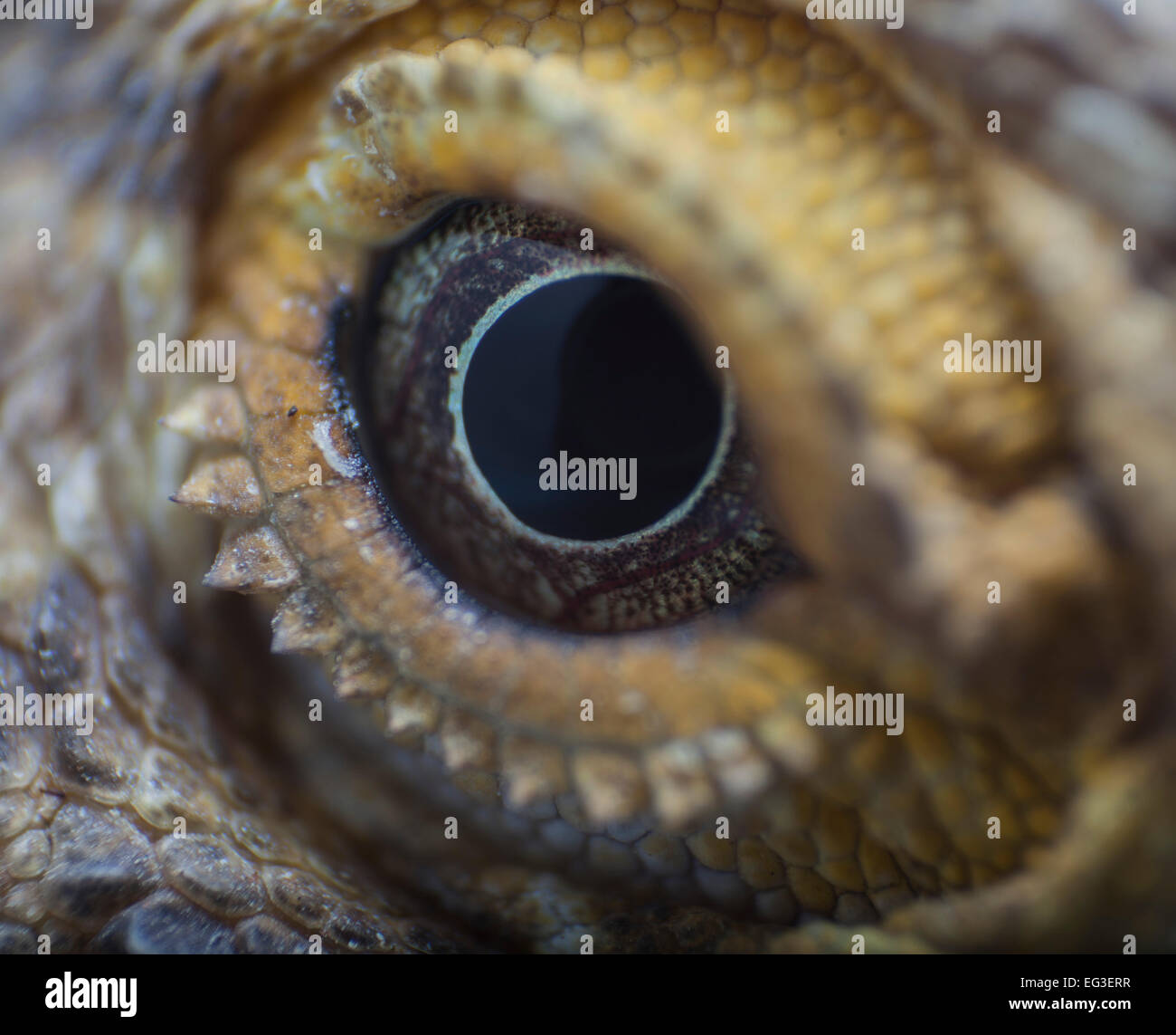 a close up of a lizard eye particularly a bearded dragon Stock Photo