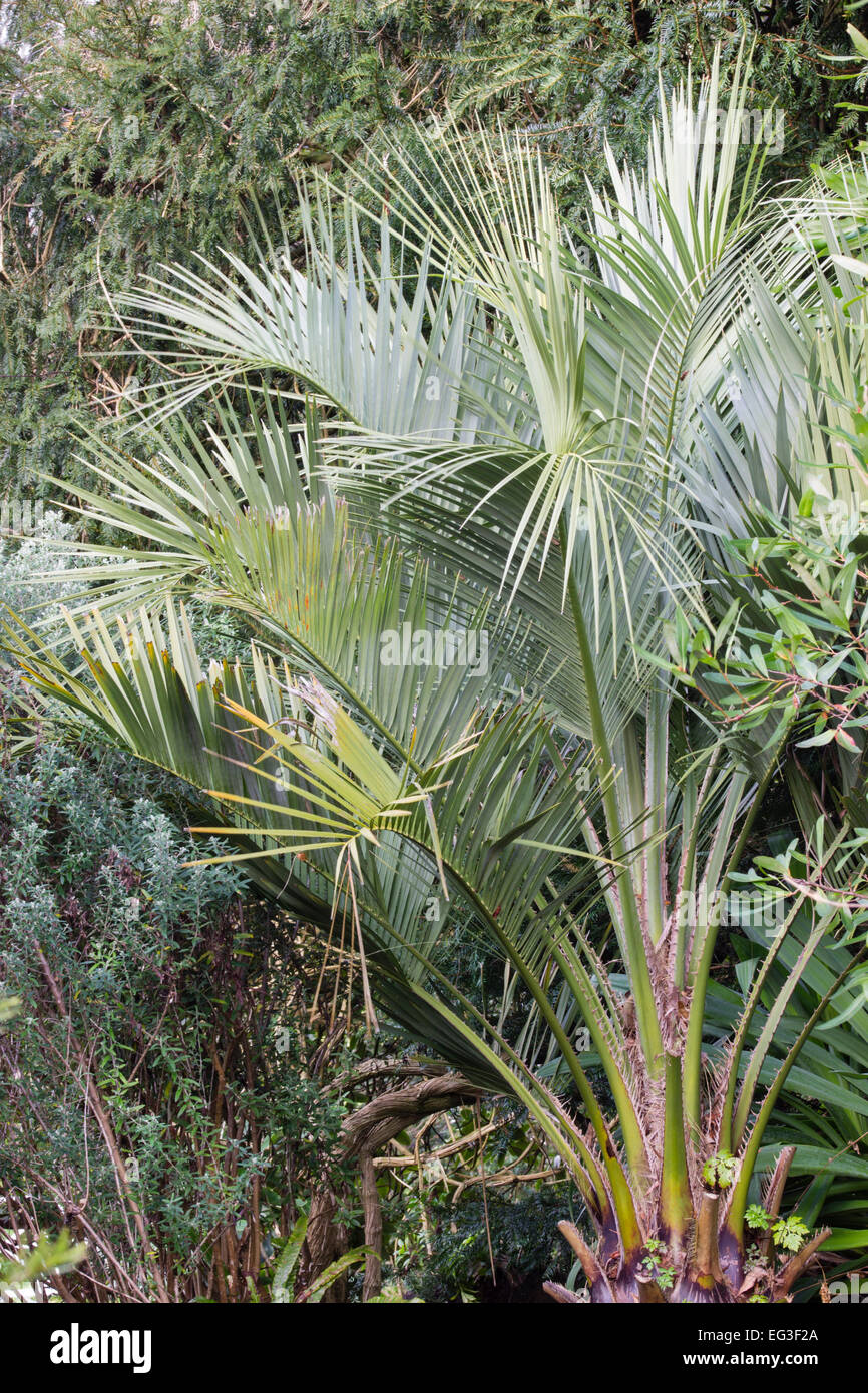 Silvery grey feather fronds of the Jelly palm, Butia capitata Stock Photo