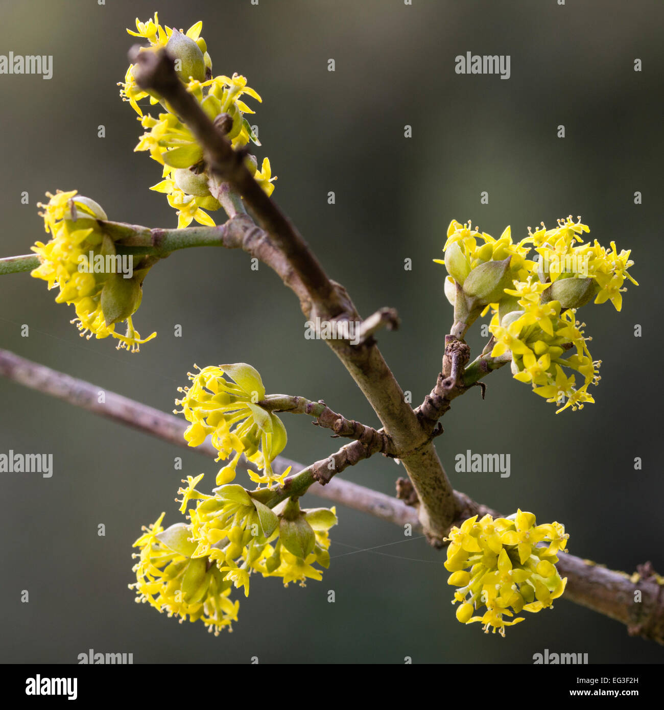 Delicate late winter flowers of the Cornelian cherry, Cornus mas Stock Photo