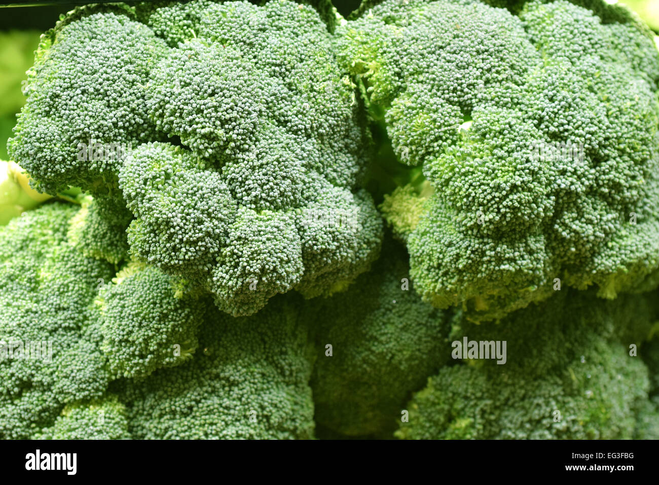 Magnificent broccoli, vegetable, were selected to be photographed Stock