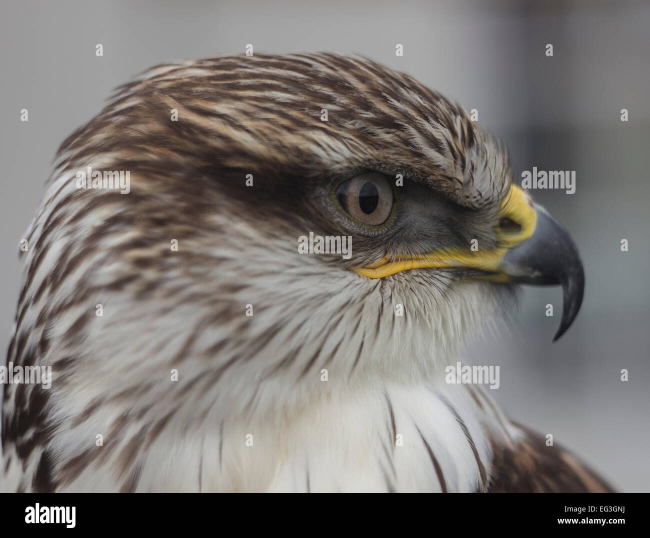 a bird of prey with white and brown head with yellow beak Stock Photo