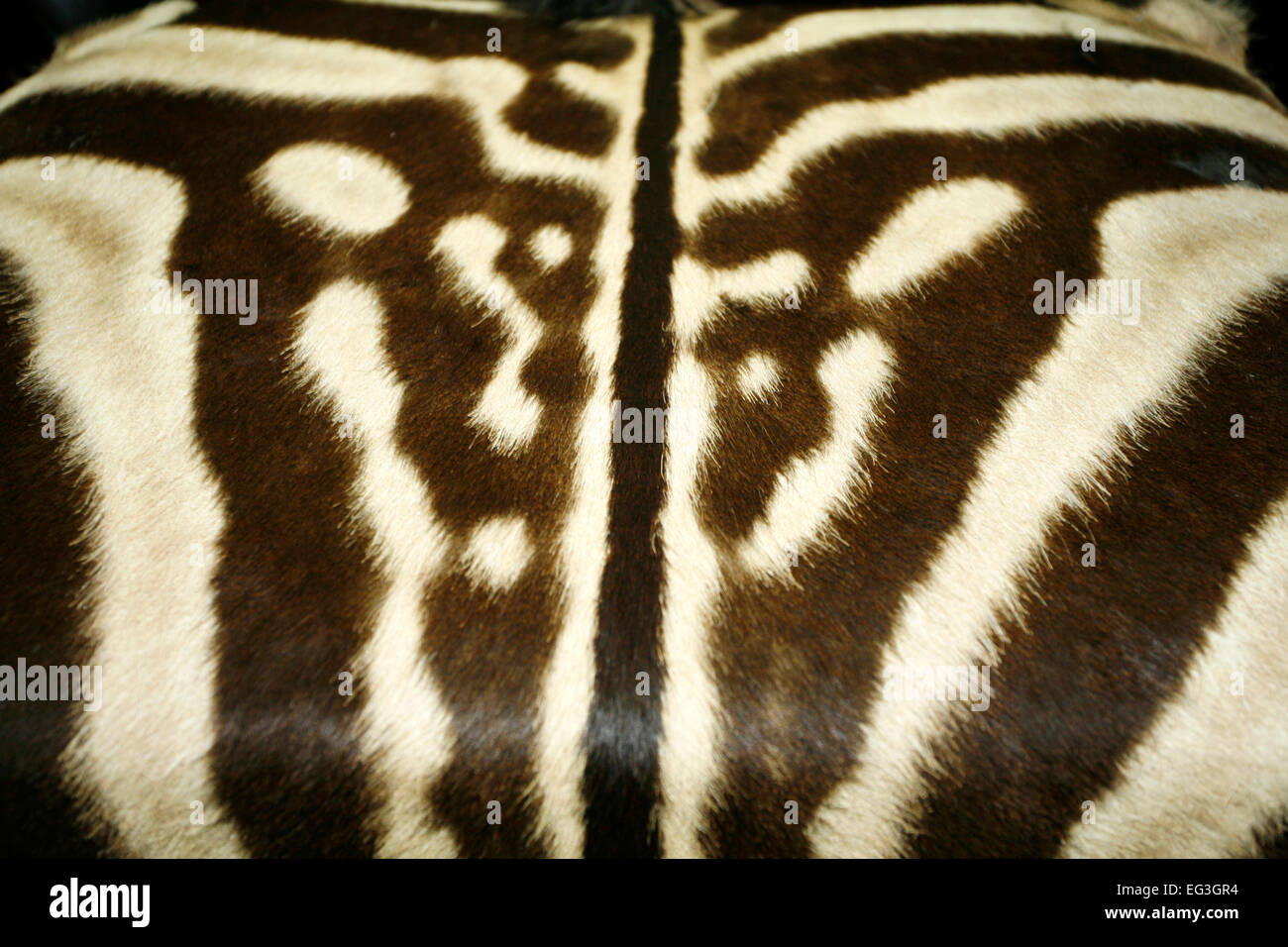 Zebra skin hi-res stock photography and images - Alamy