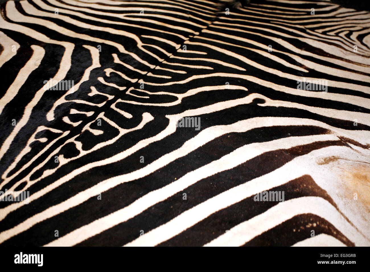 Black and white texture pattern of an original zebra skin Stock Photo