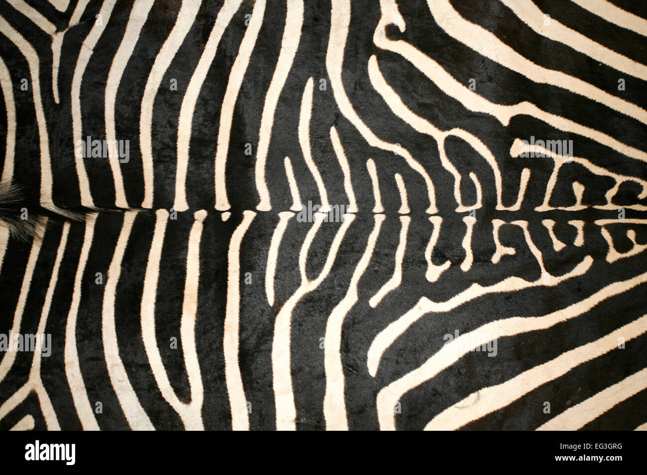 Black and white texture pattern of an original zebra skin Stock Photo ...