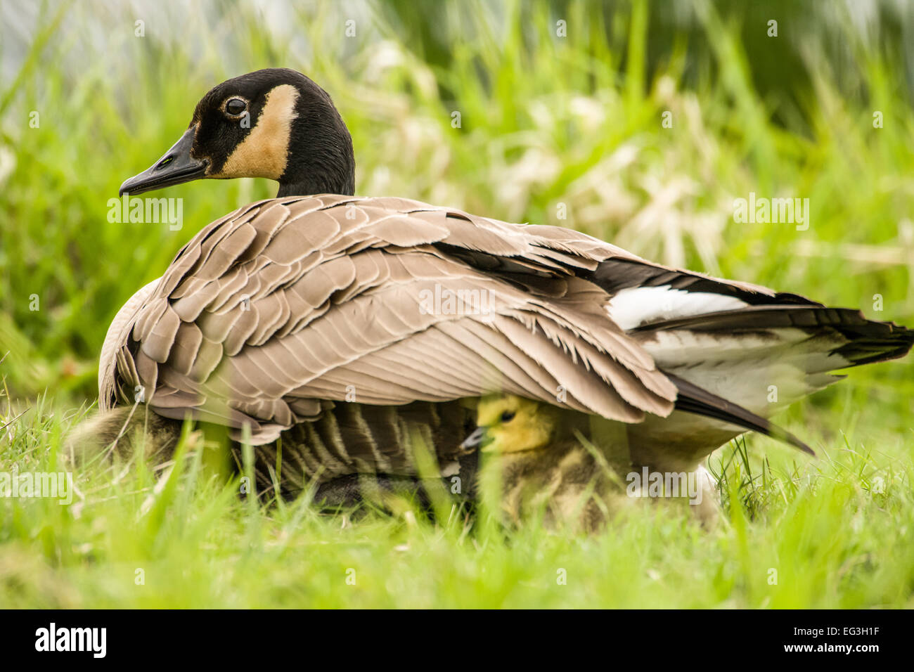 Canada goose cheap animal protection