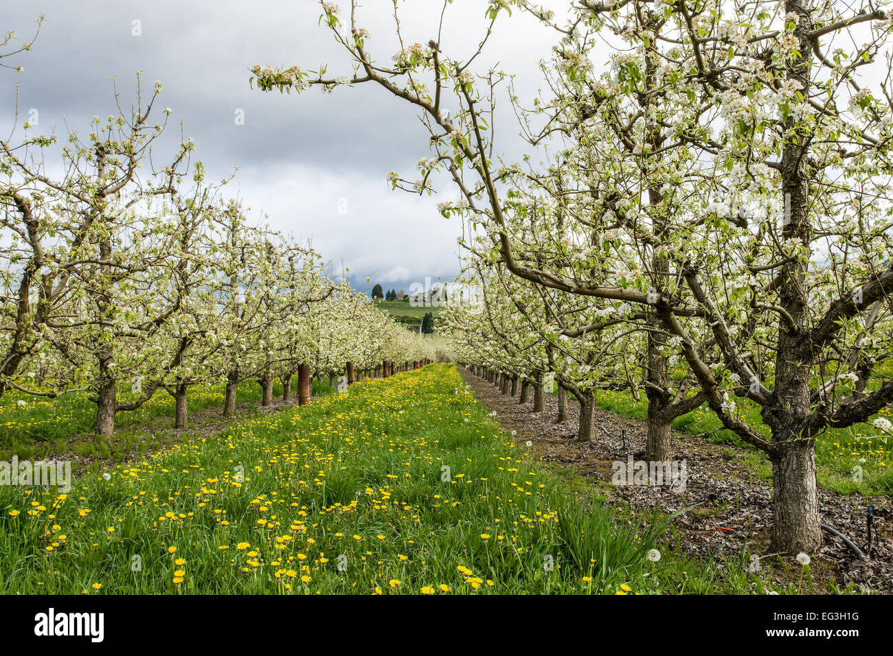 Apple orchard in blossom in the Fruit Loop near Hood River, Oregon, USA Stock Photo