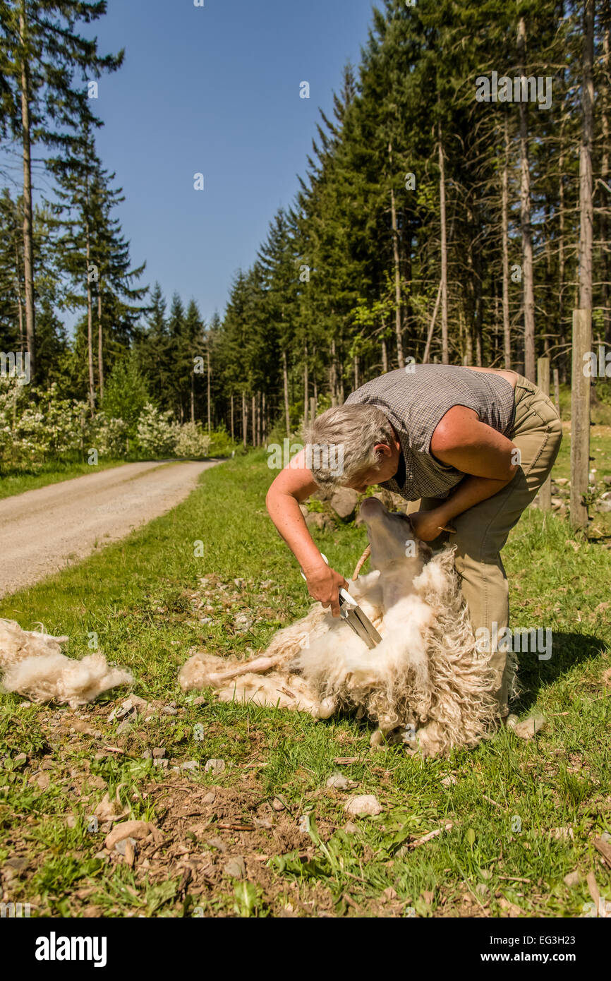 Woman using sheep shearing scissors to shear an Icelandic sheep at Dog Mountain Farm, Carnation, Washington, USA. Stock Photo