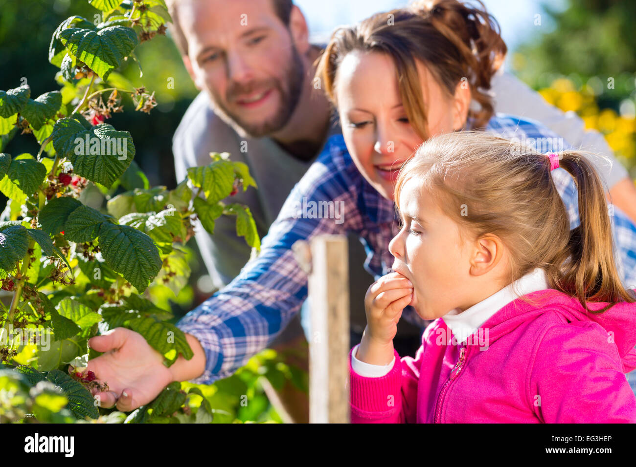 Family with mother, father and daughter picking berries from blackberry bush in the garden Stock Photo