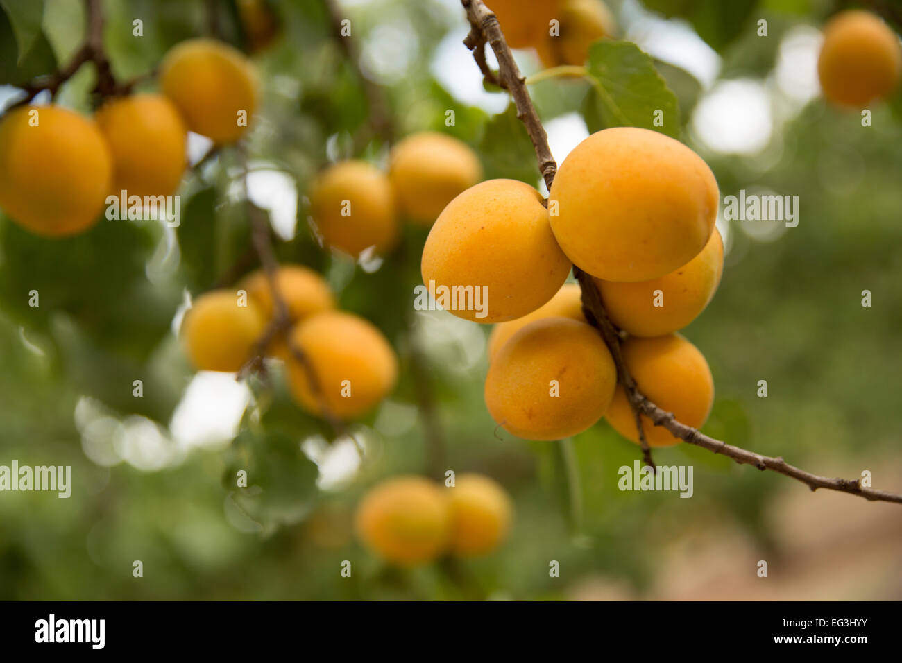 South Australian Apricot tree Stock Photo Alamy