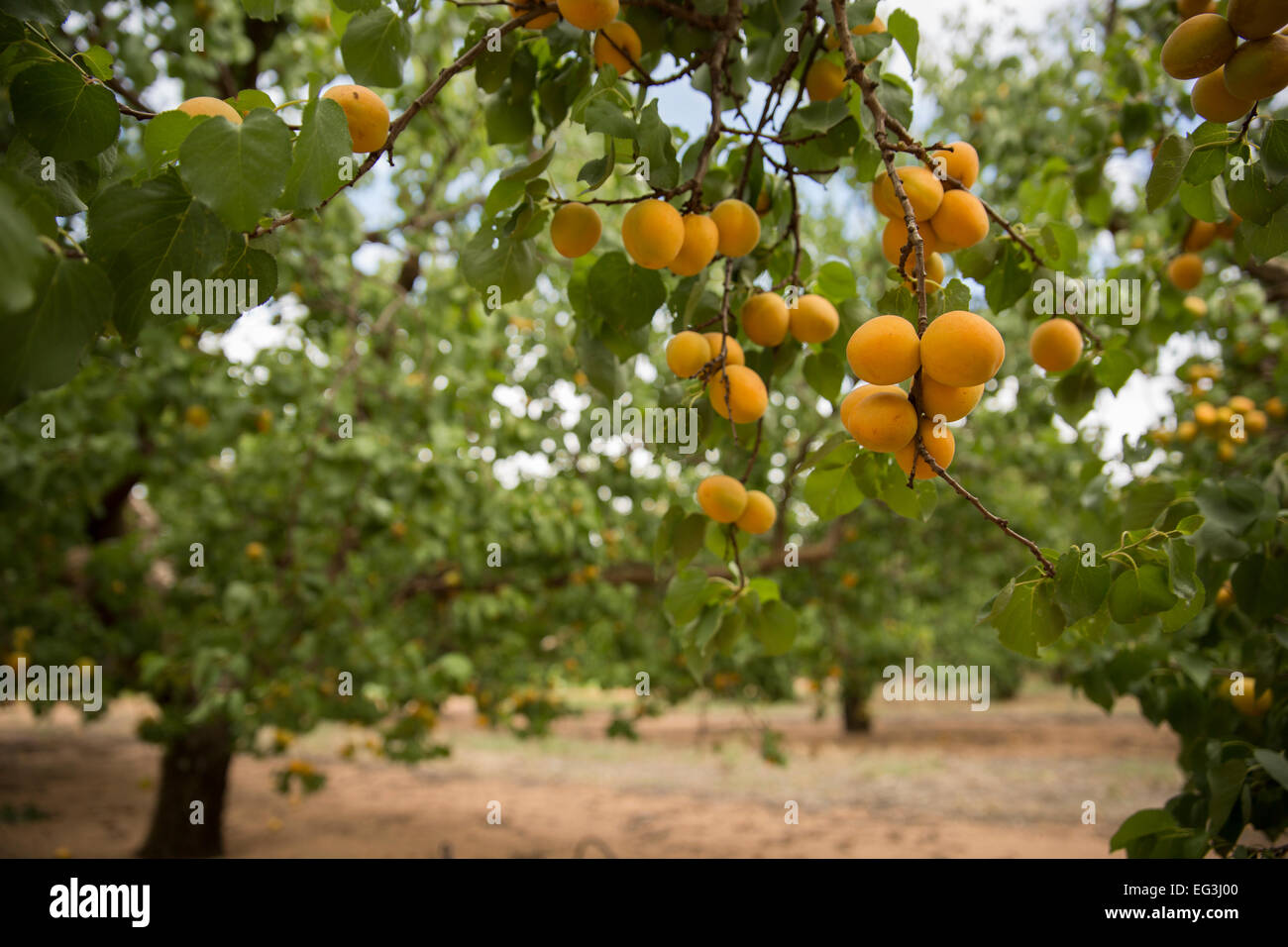 Apricot growing hires stock photography and images Alamy