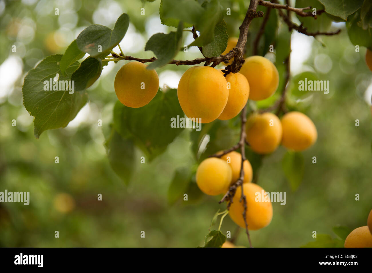 Apricot Growing Stock Photos & Apricot Growing Stock Images Alamy