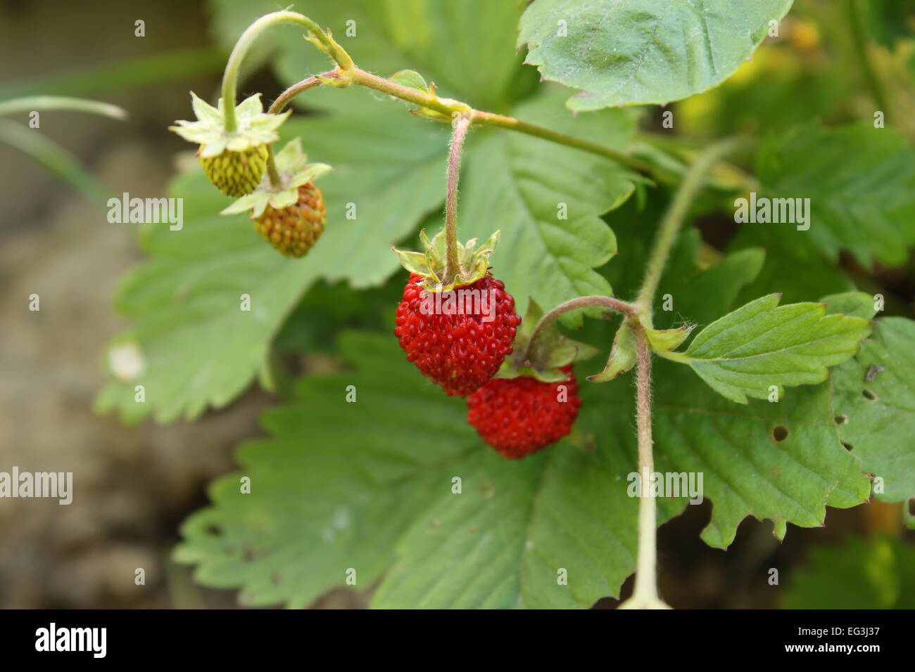 wild strawberry in a garden Stock Photo - Alamy