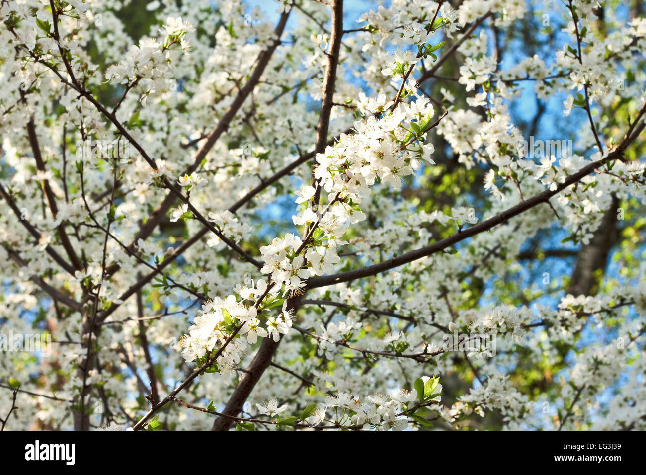 blossomed cherry on blue sky background Stock Photo - Alamy