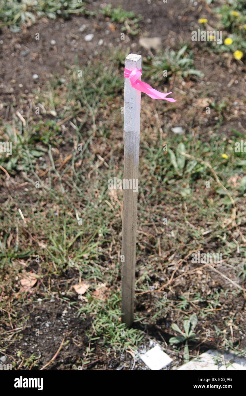Surveyor's Stake are normally used to mark lines at  construction project Stock Photo