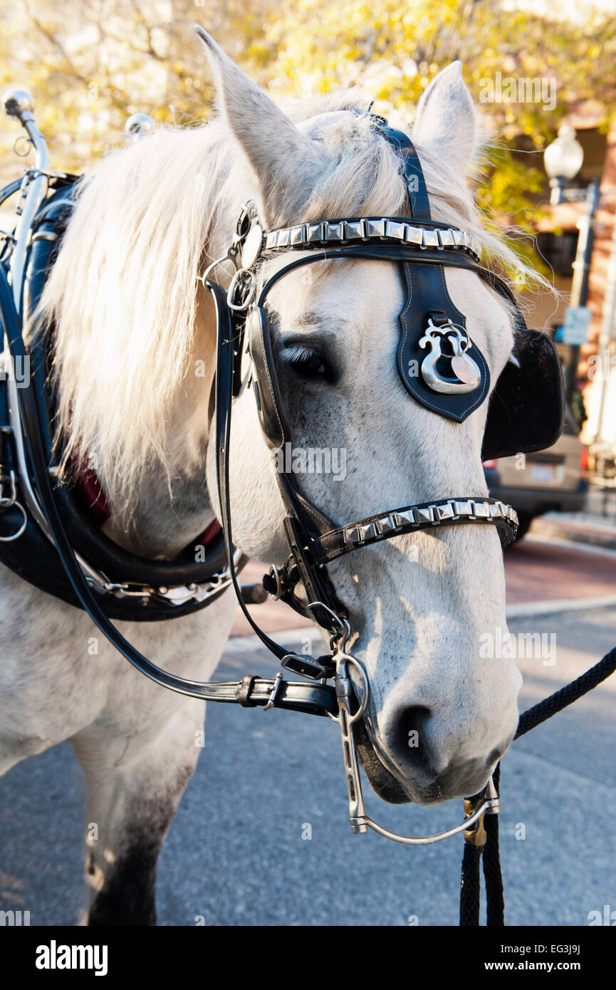 Horse drawn carriage, Market Street, Wilmington, North Carolina Stock