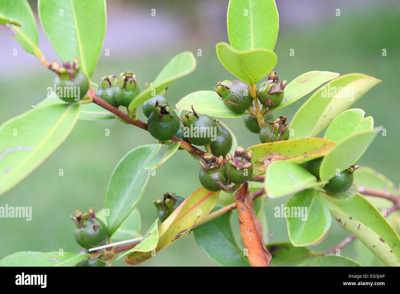 Young Cherry Guava, Psidium cattleianum on Tree Stock Photo Alamy