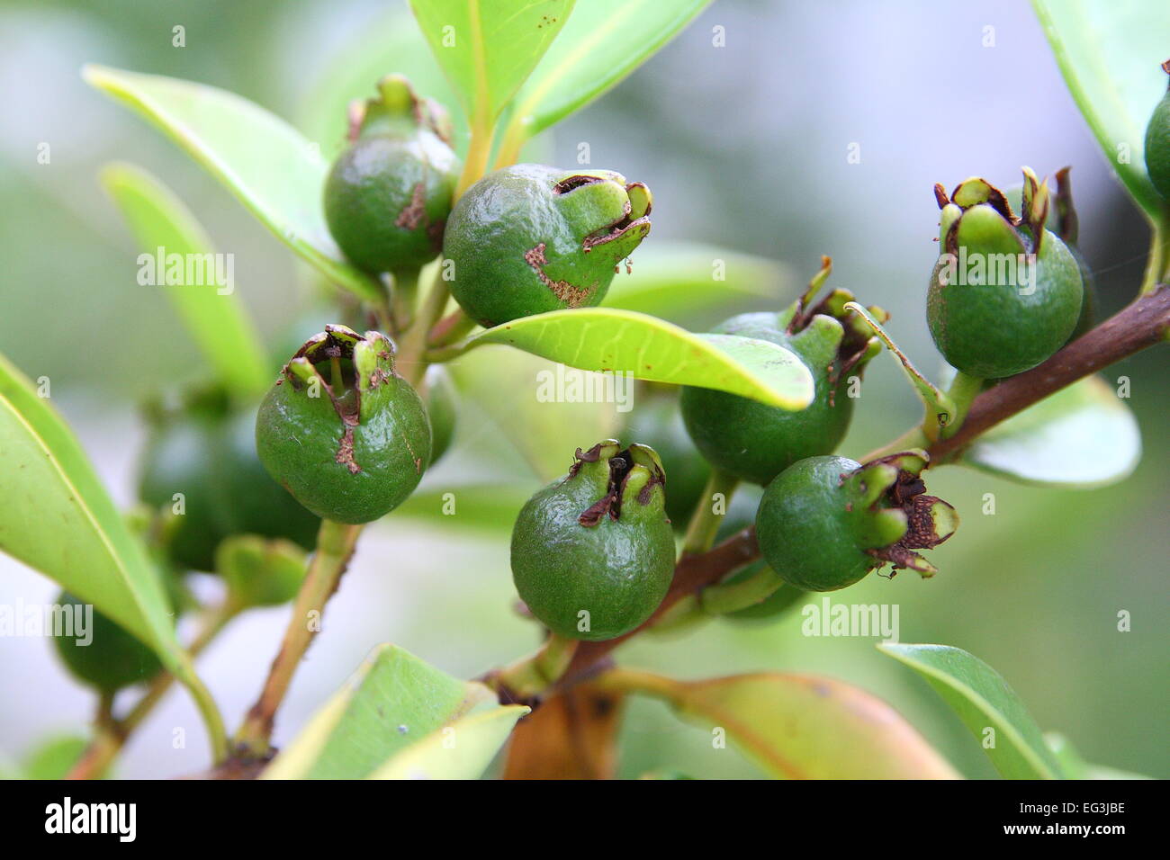 Young Cherry Guava, Psidium cattleianum on Tree Stock Photo Alamy
