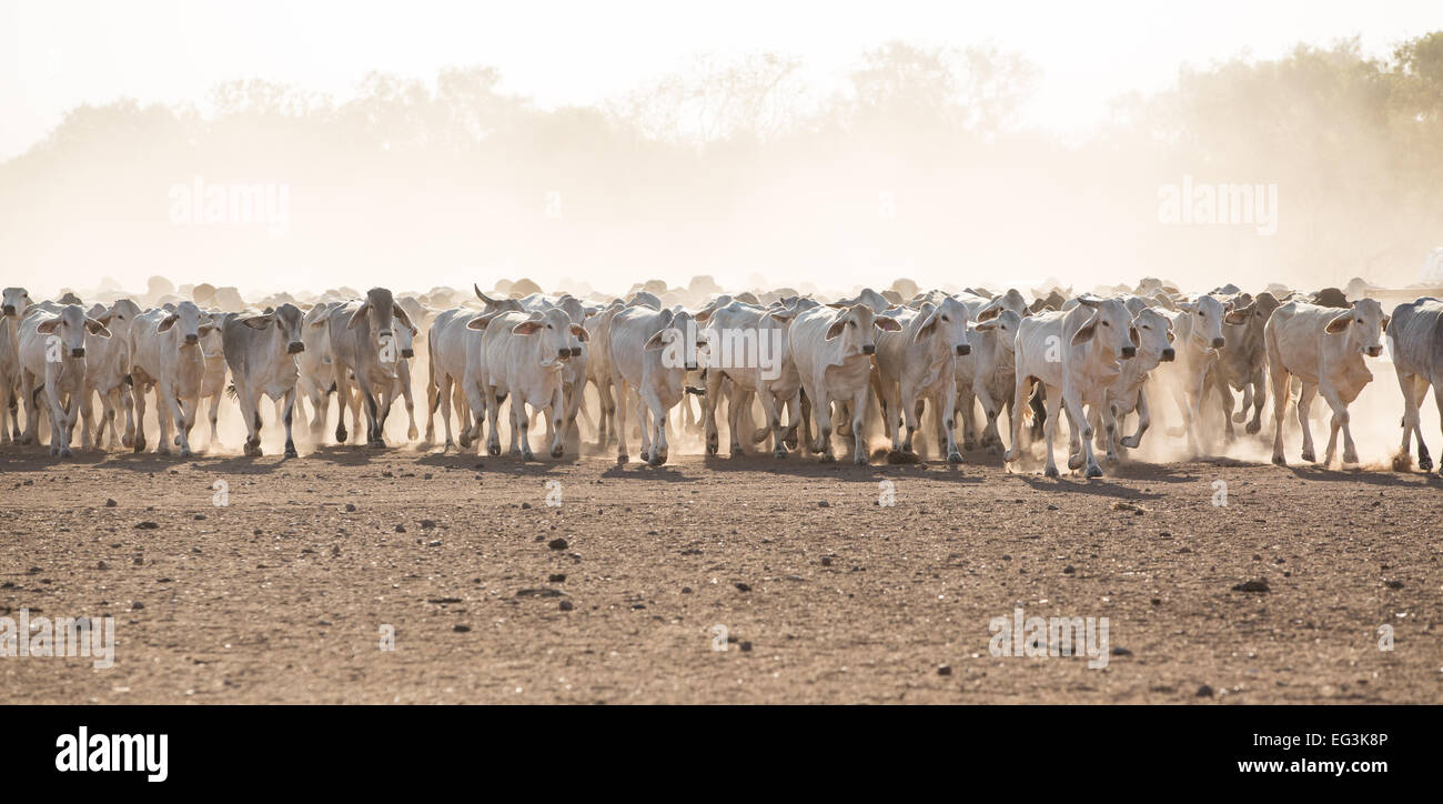 Herding beef cattle on a farm in Australia Stock Photo