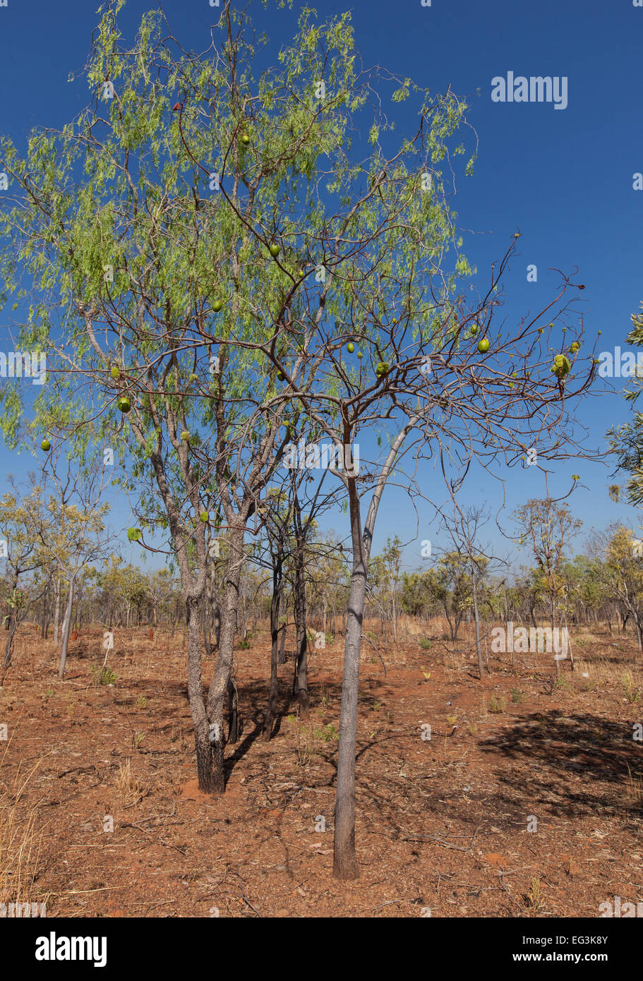 Cocky Apple tree, Darwin, Australia Stock Photo