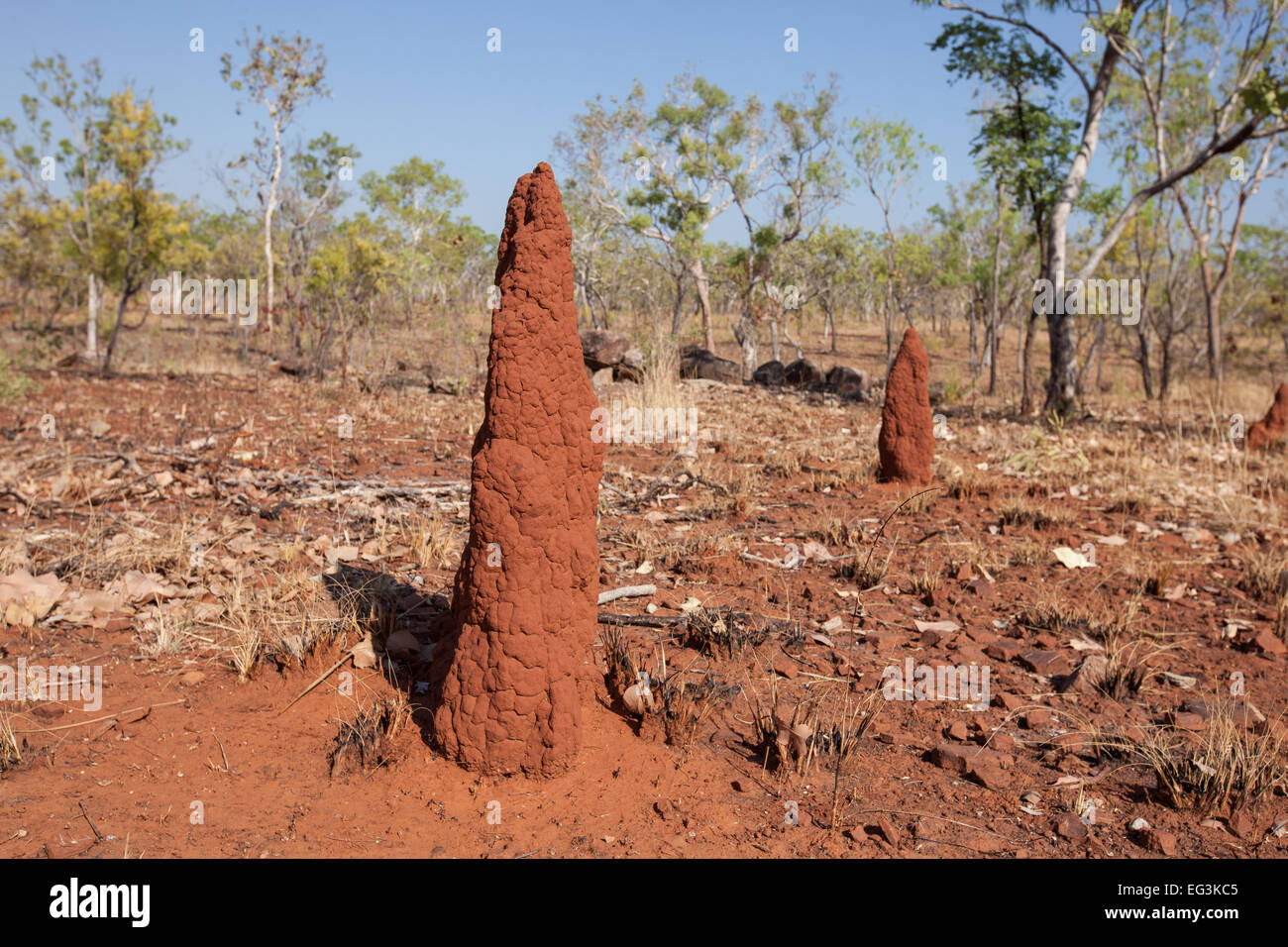 Termite mounds, Katherine, Northern Territory Australia Stock Photo